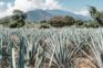 a field of pineapples with mountains in the background